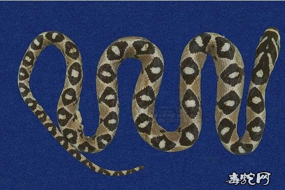 蛇标本图片大全：高砂蛇/玉斑锦蛇标本图片