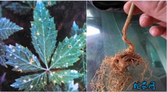 三七的种植技术、三七(田七)炭疽病防治方法!