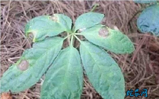 三七的种植技术、三七(田七)炭疽病防治方法!