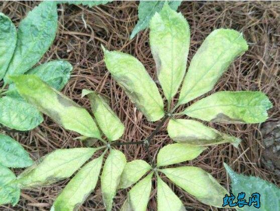 三七的种植技术、三七(田七)炭疽病防治方法!