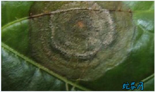 三七的种植技术、三七(田七)炭疽病防治方法!