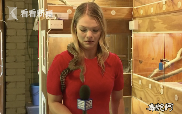 澳洲女记者做蟒蛇保护报道！被蟒蛇吓得尖叫！