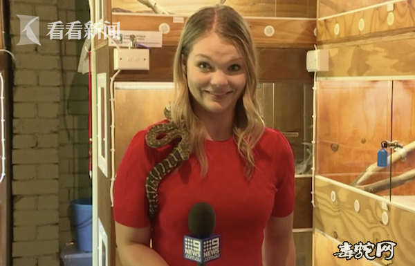澳洲女记者做蟒蛇保护报道！被蟒蛇吓得尖叫！