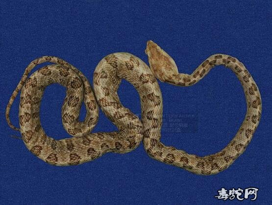 蛇标本图片大全：龟壳花/烙铁头标本图片