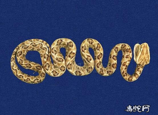 蛇标本图片大全:龟壳花/烙铁头标本图片