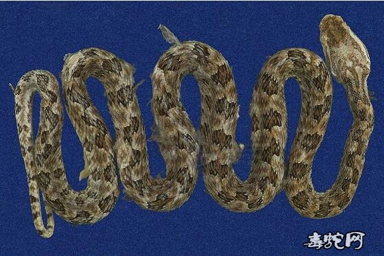 蛇标本图片大全:龟壳花/烙铁头标本图片
