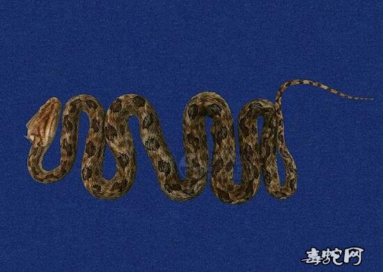 蛇标本图片大全:龟壳花/烙铁头标本图片