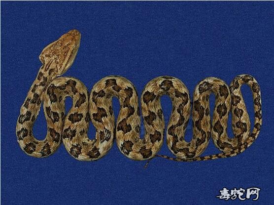 蛇标本图片大全：龟壳花/烙铁头标本图片