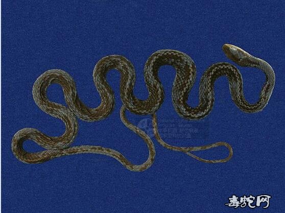 蛇标本图片大全:过山刀/乌梢蛇标本图片