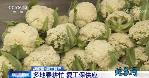 疫情期间农民抢抓农时促生产、多地复产复工保供应！