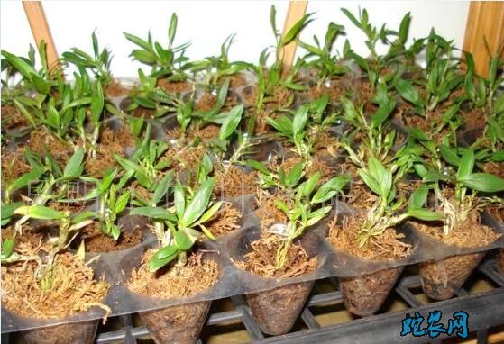 怎么种石斛、种植铁皮石斛三种基质的选择!