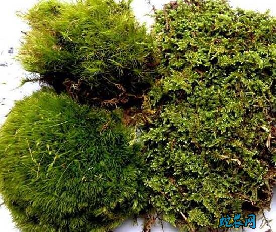 怎么种石斛、种植铁皮石斛三种基质的选择!