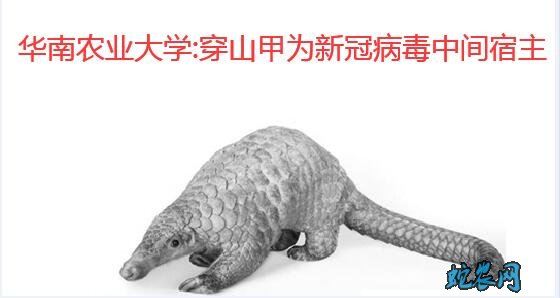 穿山甲为新冠病毒中间宿主!穿山甲养殖行业的噩梦!
