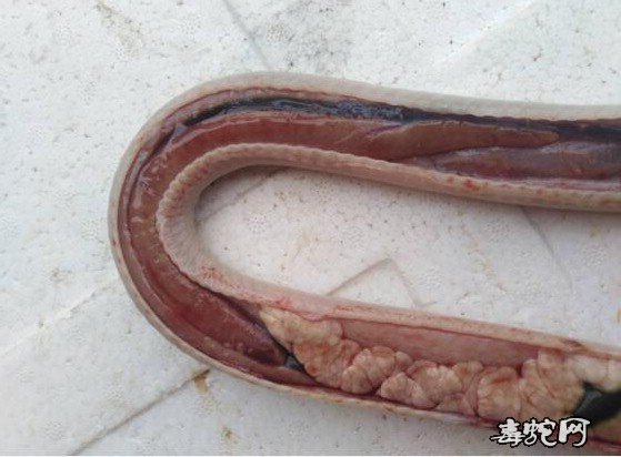 图说养蛇:养蛇人眼镜蛇解剖求助