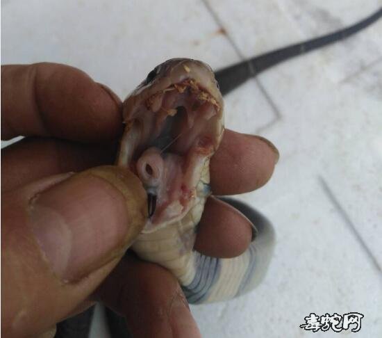 图说养蛇:养蛇人眼镜蛇解剖求助