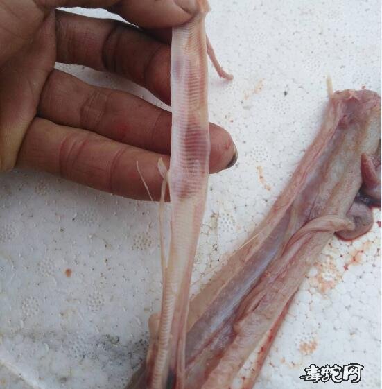 图说养蛇:养蛇人眼镜蛇解剖求助