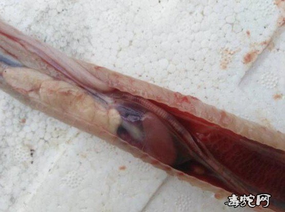 图说养蛇:养蛇人眼镜蛇解剖求助