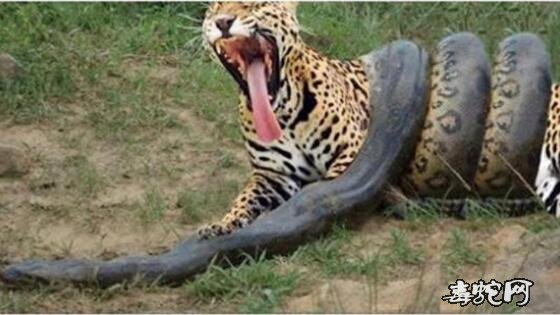 蟒蛇吃老虎、狮子图片大全欣赏！