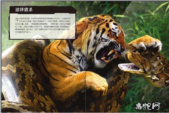 蟒蛇吃老虎、狮子图片大全欣赏！