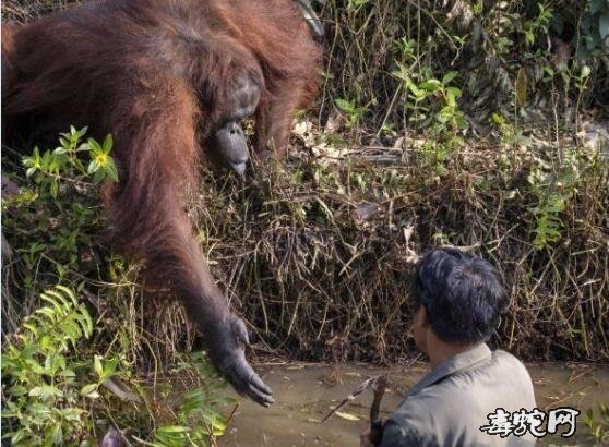 印尼猩猩伸手救助“落水”的看守员！看守员：谢谢！我在帮你赶走毒蛇！