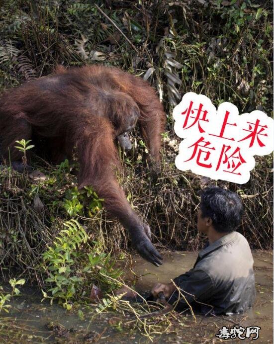 印尼猩猩伸手救助“落水”的看守员！看守员：谢谢！我在帮你赶走毒蛇！