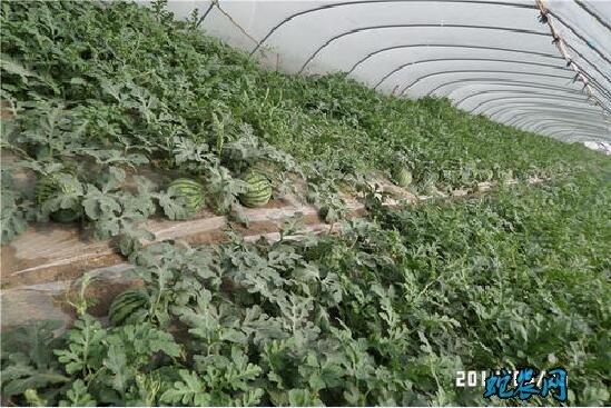 西瓜怎么种?礼品西瓜栽培技术要点分享!