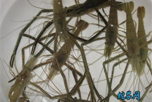 2020年2月10日河虾价格行情、今日青虾/草虾多少钱一斤？