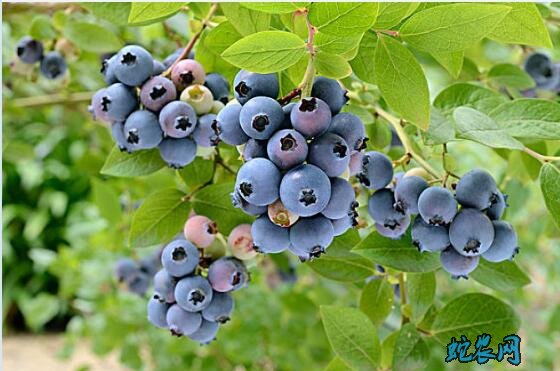 蓝莓图片、精选各种蓝莓图片大全欣赏!