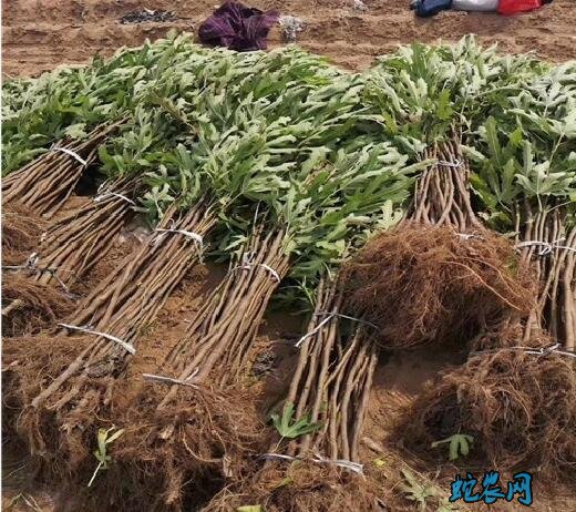 无花果树苗价格、2020年无花果苗多少钱一棵?