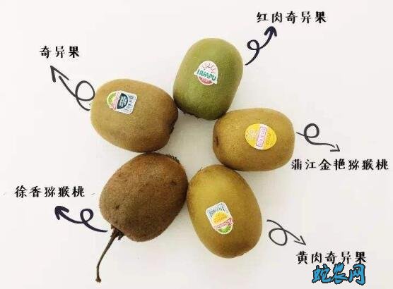 奇异果和猕猴桃的区别