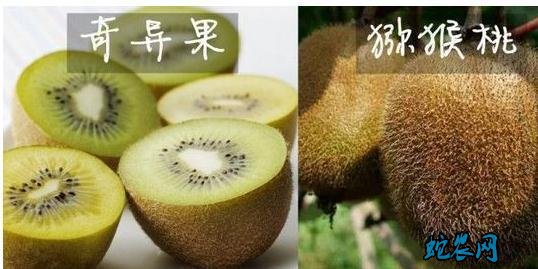 奇异果和猕猴桃的区别