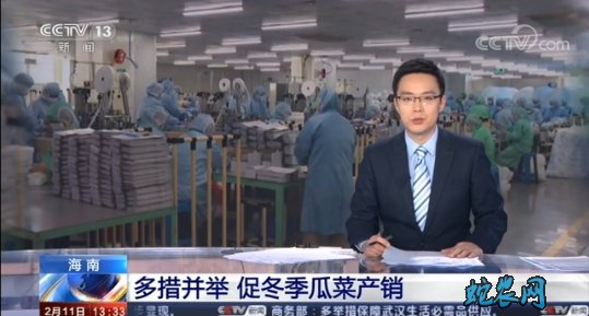 海南冬季瓜菜:多措并举 促冬季瓜菜产销!
