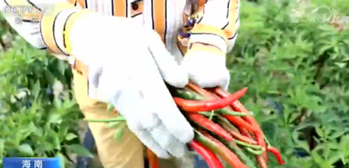 海南冬季瓜菜:多措并举 促冬季瓜菜产销!