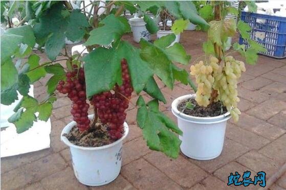 盆栽葡萄、阳台上种植盆栽葡萄怎么养?