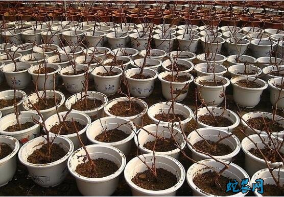 盆栽葡萄、阳台上种植盆栽葡萄怎么养?