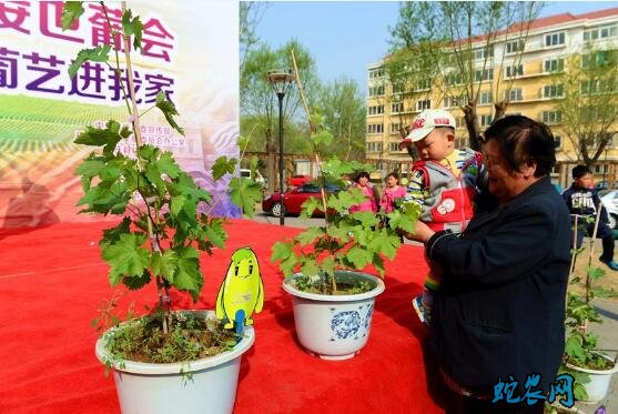 盆栽葡萄、阳台上种植盆栽葡萄怎么养?