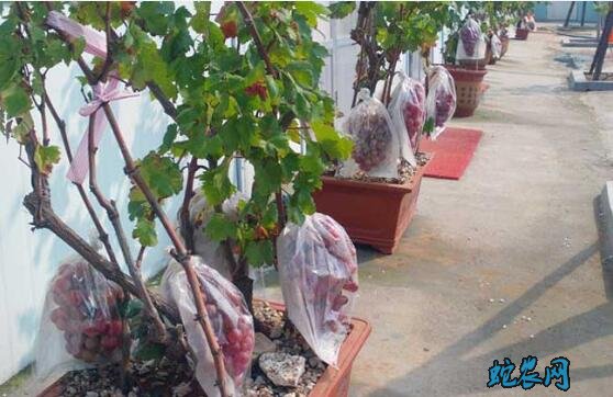 盆栽葡萄、阳台上种植盆栽葡萄怎么养?