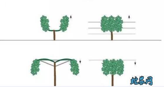 盆栽葡萄、阳台上种植盆栽葡萄怎么养?