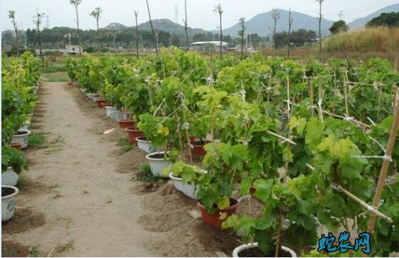 盆栽葡萄、阳台上种植盆栽葡萄怎么养?