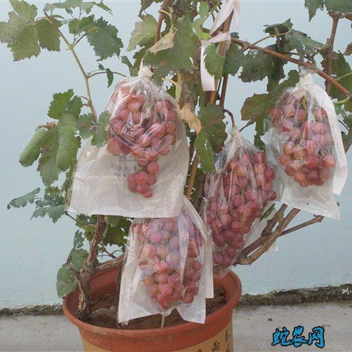 盆栽葡萄、阳台上种植盆栽葡萄怎么养?
