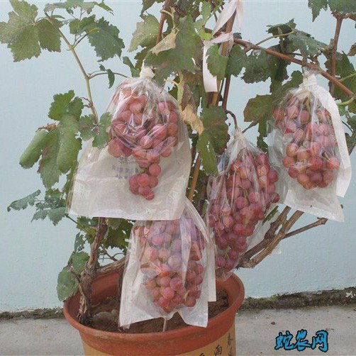 盆栽葡萄、阳台上种植盆栽葡萄怎么养？