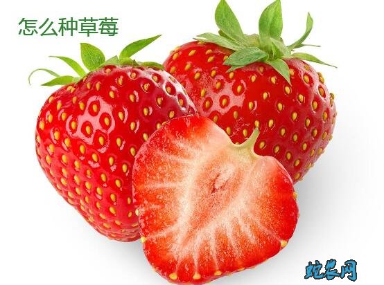 怎么种草莓