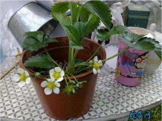 怎么种草莓