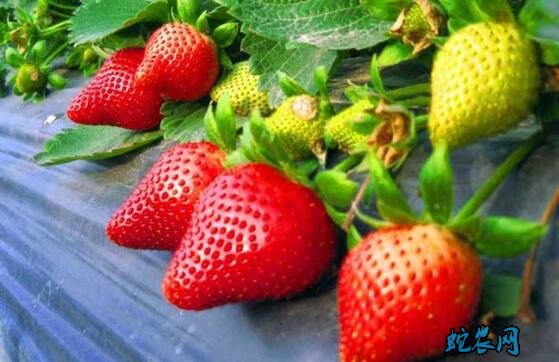 草莓品种大全