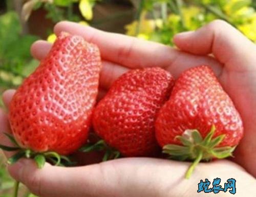 草莓品种大全