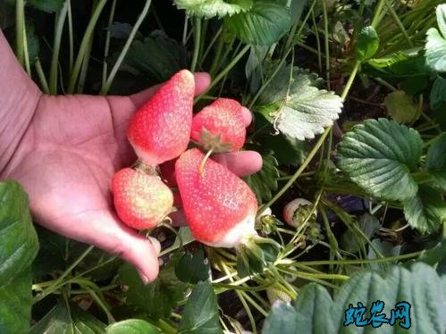 草莓品种大全