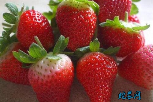 草莓品种大全