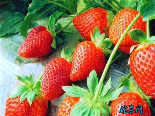 草莓品种大全