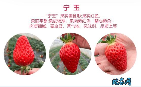 草莓品种大全