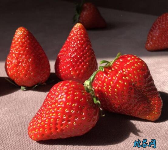 草莓品种大全各种草莓品种特点成熟期知识大全